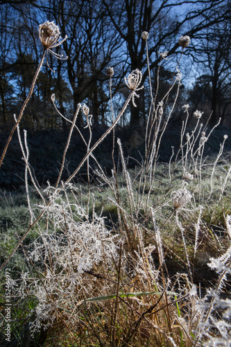 Frozen plants. Frost. Snow. Winter at Maatschappij van Weldadigheid Frederiksoord Drenthe Netherlands