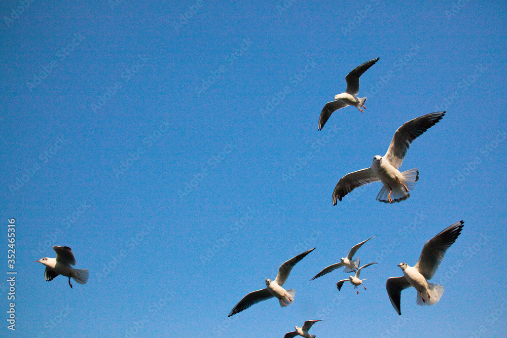 Obraz premium Seagulls flapping in the blue sky in April
