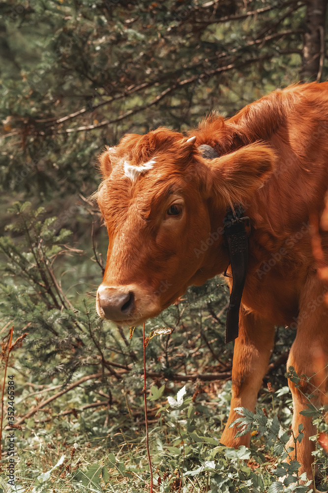 beautiful view of baby cow and green grass around it in forest beautiful view of baby cow and green grass around it in forest