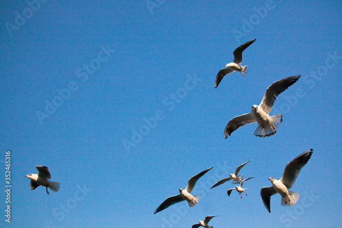 Seagulls flapping in the blue sky in April © sea-walker
