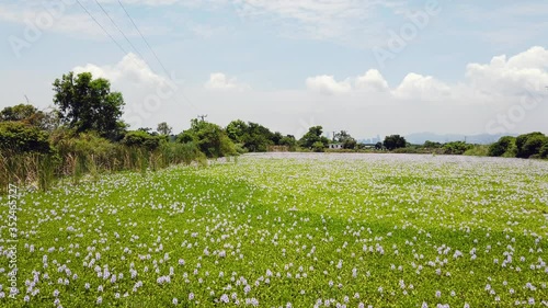 Vast bad of Flowers at Mai Po Nature Reserve, Hong Kong, Pan right Aerial view. photo