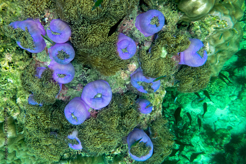 Anemone under the sea in the cockburn  island of Myanmar photo