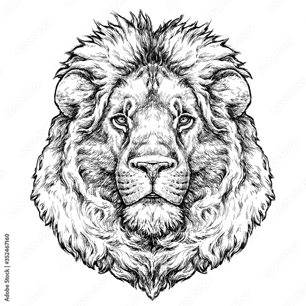 Obraz premium Hand drawn portrait of lion. Vector illustration isolated on white