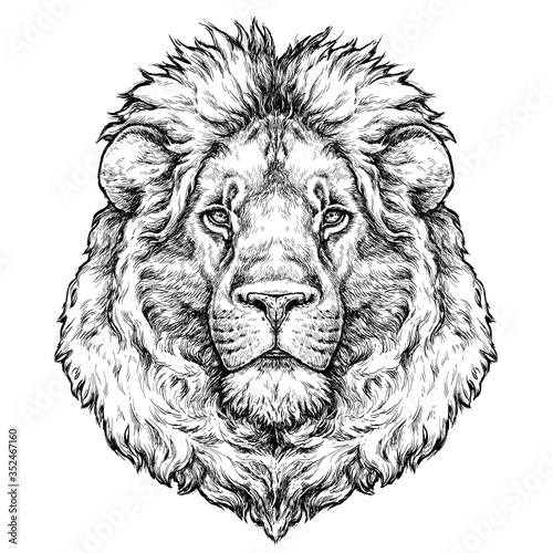 Hand drawn portrait of lion. Vector illustration isolated on white