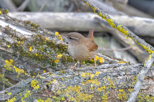 Eurasian Wren (Troglodytes troglodytes) is one of the most beautiful singing birds in the world.
