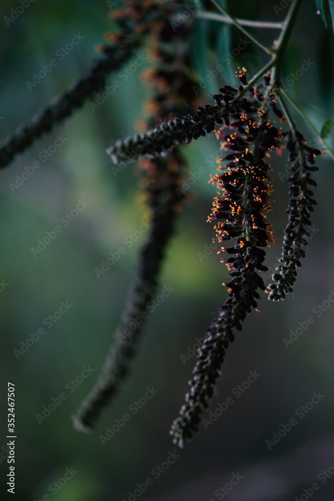 Fototapeta premium Close up photography of flower from a forest tree.