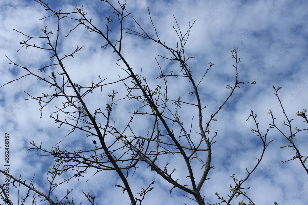 Tree branches with small leaves. Russia. Tree branches with small leaves. Russia.