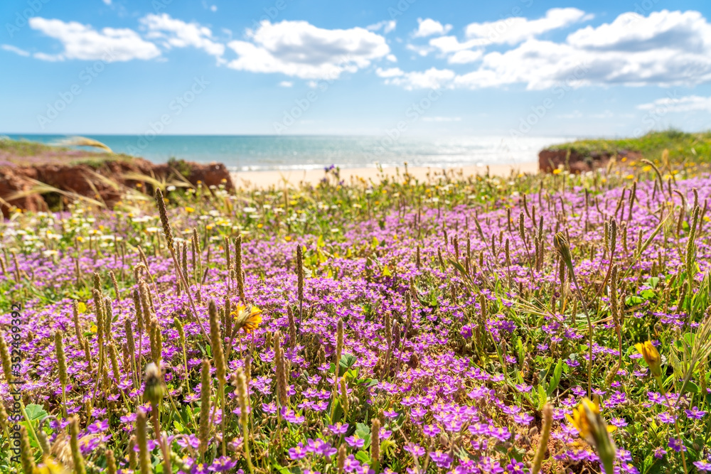 Amazing seascape of meadows of beaches, with a backdrop to the Atlantic Sea of Portugal. Falesia, Albufeira. The background is blurred. Amazing seascape of meadows of beaches, with a backdrop to the Atlantic Sea of Portugal. Falesia, Albufeira. The background is blurred.