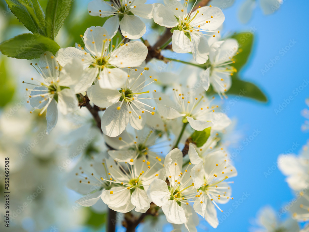 Fototapeta premium Blooming apple tree and its blooming flowers
