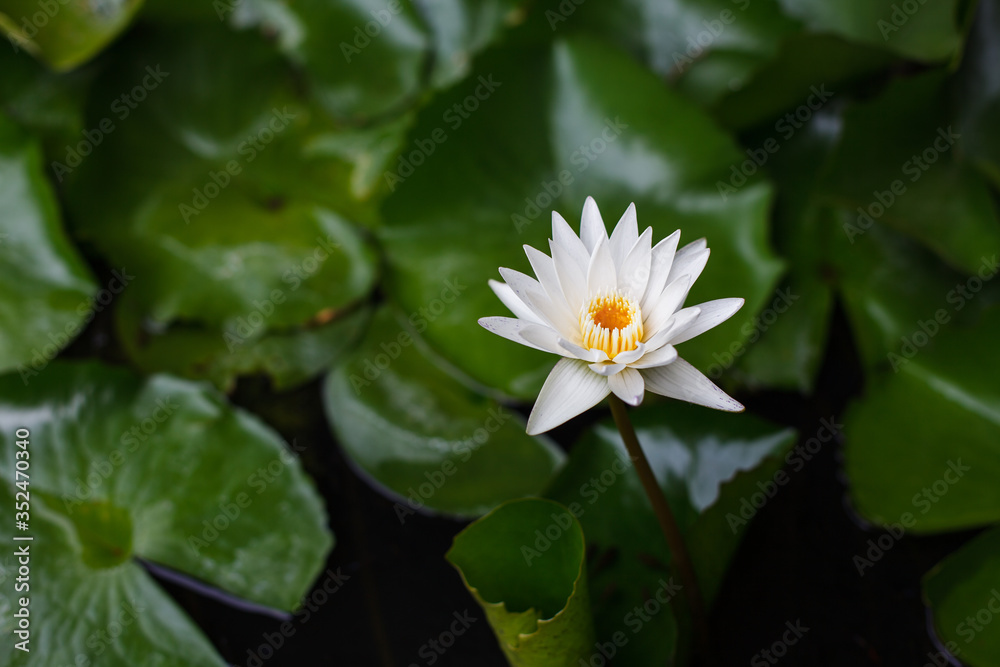 The Outstanding White Lotus Flower In A Shallow And Murky Water In The Pond Full Of Lotus Leaf. With Foreground Of Dry leaf. Calmness At The Moment. Wind Blows Gently. Breeze. Relaxation Moment The Outstanding White Lotus Flower In A Shallow And Murky Water In The Pond Full Of Lotus Leaf. With Foreground Of Dry leaf. Calmness At The Moment. Wind Blows Gently. Breeze. Relaxation Moment