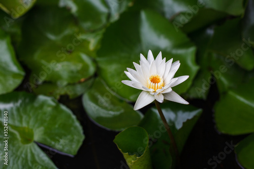 The Outstanding White Lotus Flower In A Shallow And Murky Water In The Pond Full Of Lotus Leaf. With Foreground Of Dry leaf. Calmness At The Moment. Wind Blows Gently. Breeze. Relaxation Moment