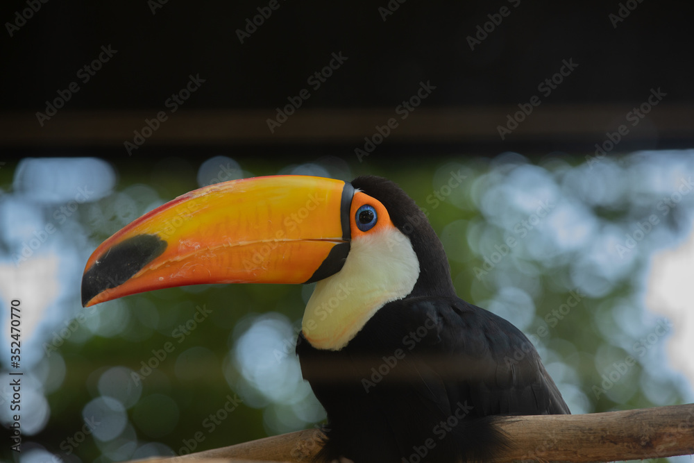 Obraz premium toucan sitting looking out 