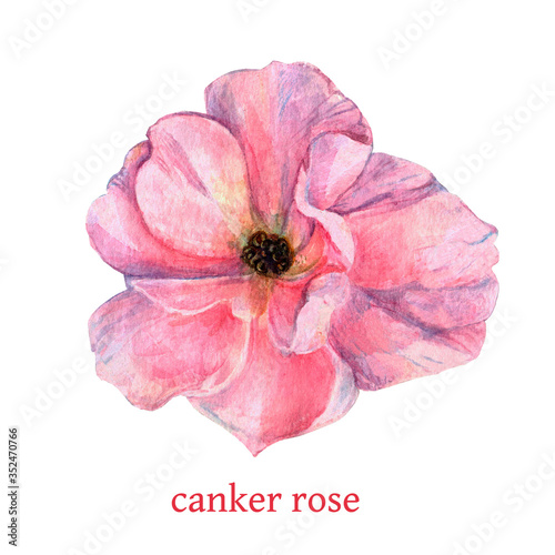 Beautiful pink bud of canker rose close up isolated on the white background. Aquarelle artwork