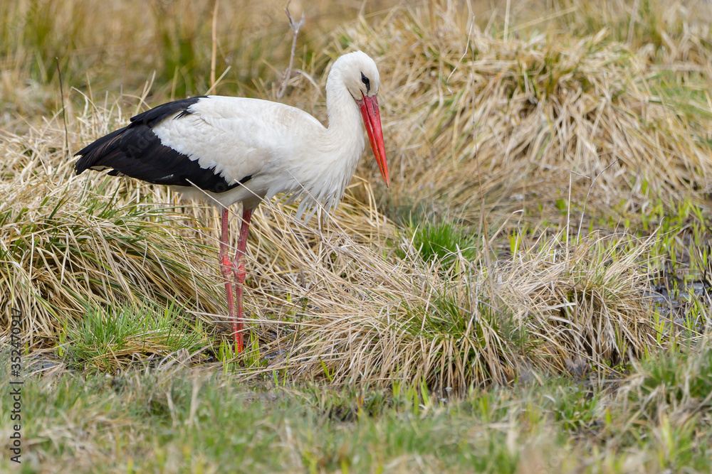 Obraz premium White stork, Ciconia ciconia. In the early morning, a bird walks through a swamp in search of food.