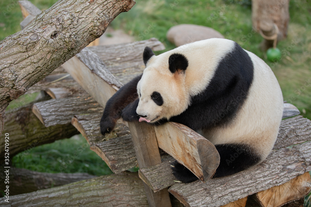 panda sitting in the copenhagen zoo with its tung out panda sitting in the copenhagen zoo with its tung out