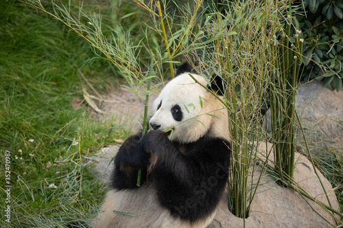 panda sitting in the copenhagen zoo eating bamboo