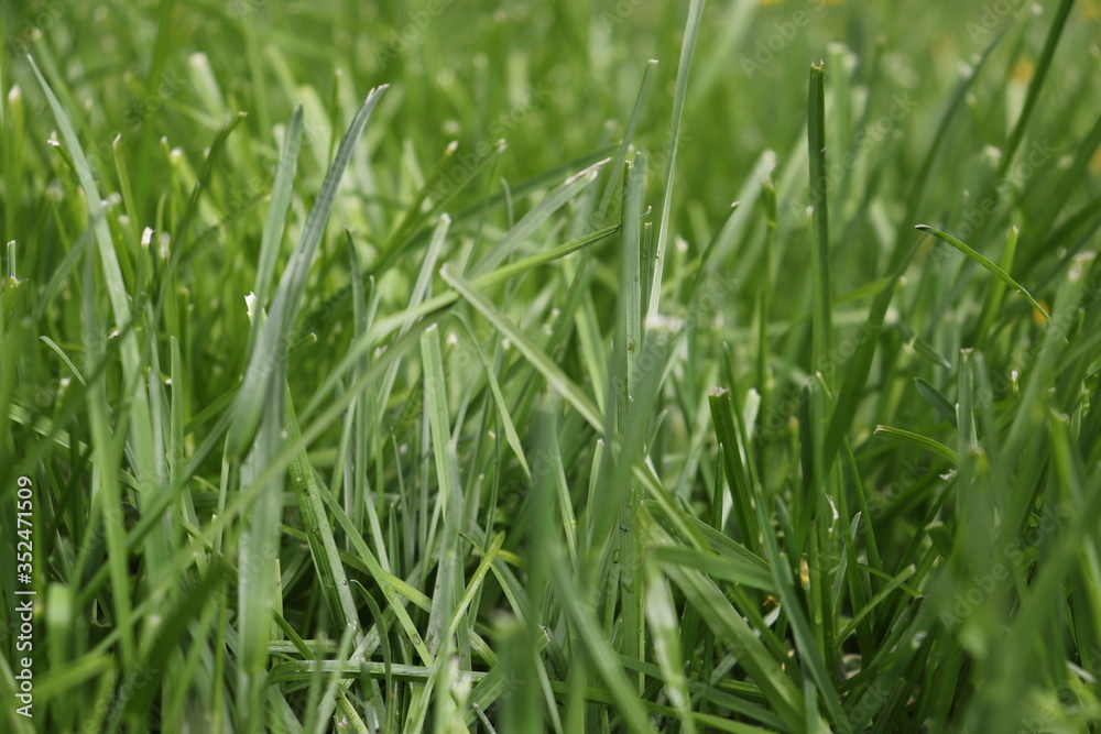 fresh green grass in city park fresh green grass in city park