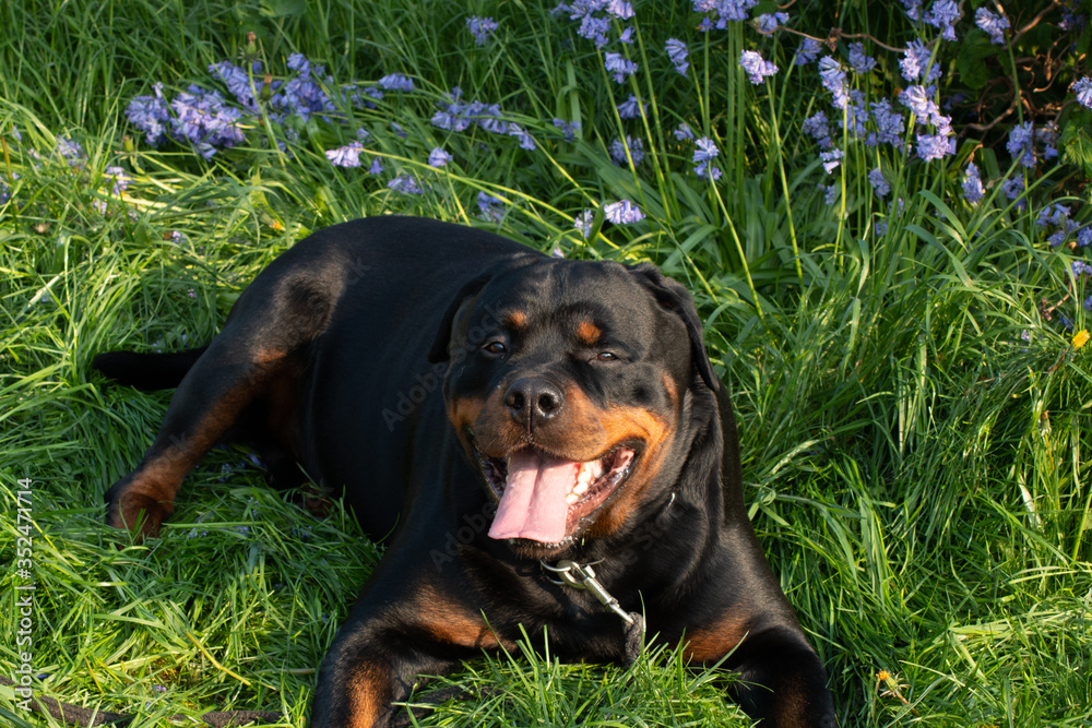 Rottweiler laying in the green grass looking happy in the summer