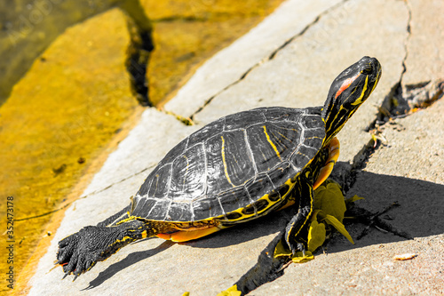 Trachemys or Yellow-bellied Turtle in a swamp close-up. Reptiles.