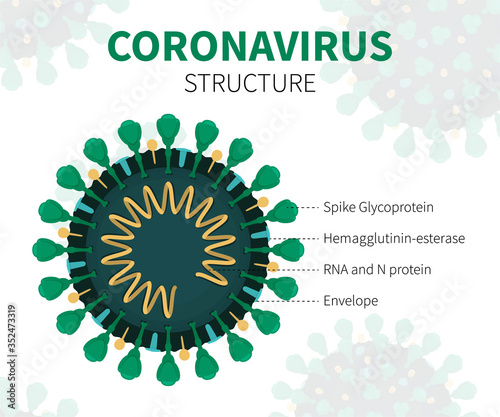 Flat vector illustration of coronavirus internal structure showing Spike Glycoprotein, Hemagglutinin-esterase, RNA and N protein and Envelope. Close-up cutaway of green COVID-19 with description.