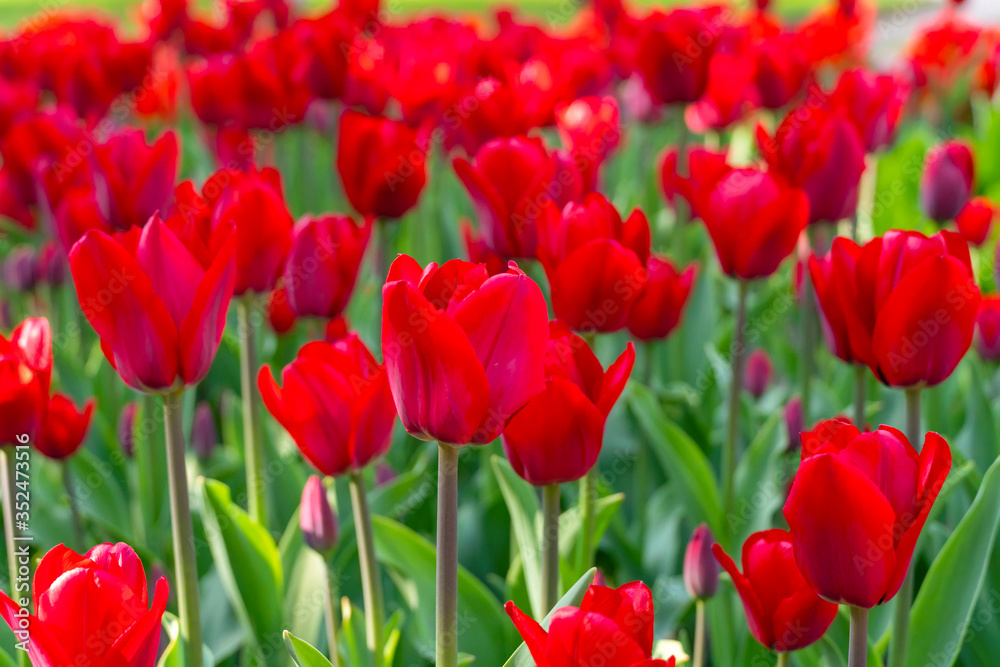 Lots of beautiful red tulips close up