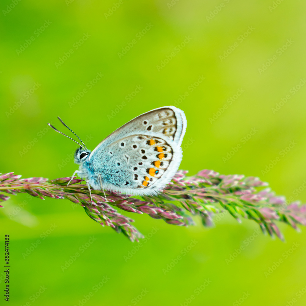 Blue butterfly in the green grass. Background Blue butterfly in the green grass. Background