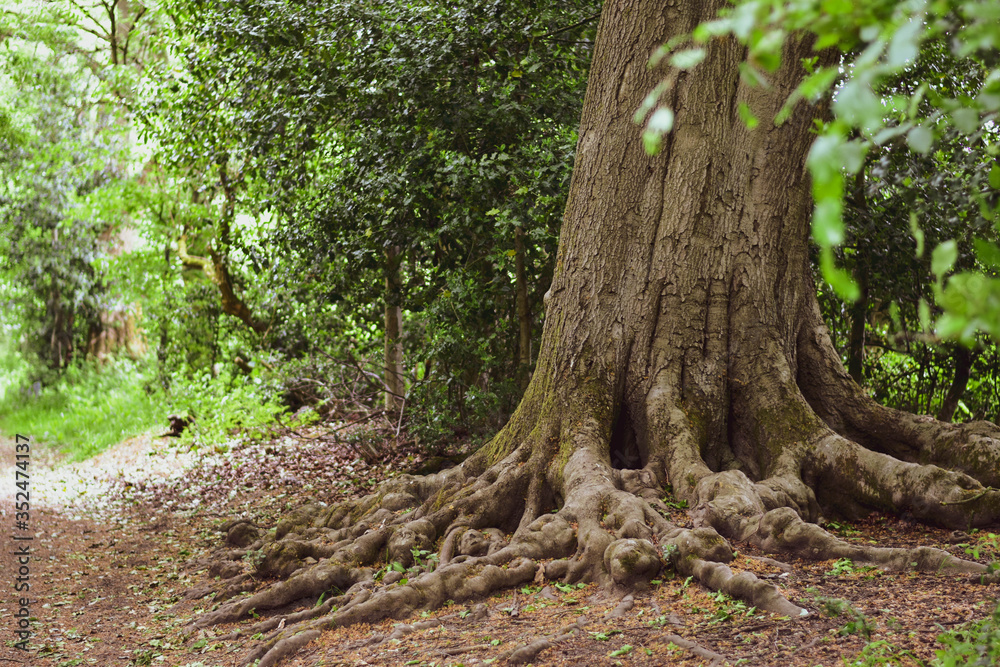 Fototapeta premium Roots of an old tree in the forest