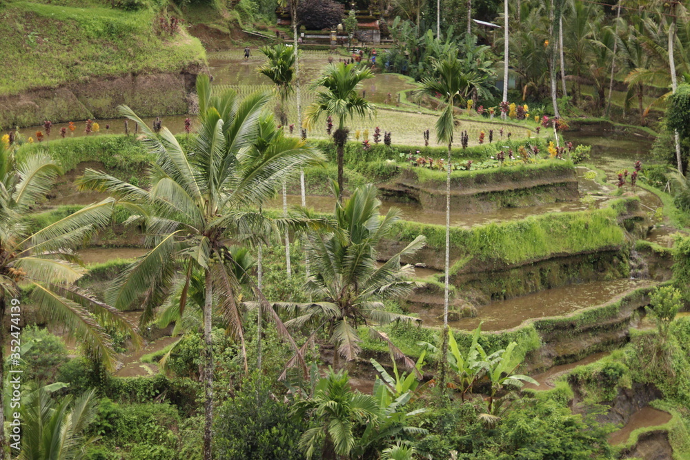 The Tegallalang rice terraces alone offer a scenic outlook
