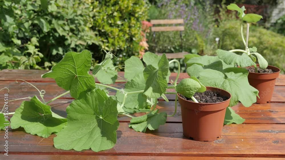 Pumpkin plant on a table in the garden. Sprouts of young pumpkin seedlings. Pumpkin plant on a table in the garden. Sprouts of young pumpkin seedlings.