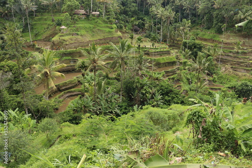 The Tegallalang rice terraces alone offer a scenic outlook photo