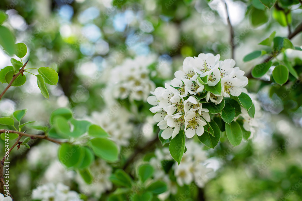 Pear fruit tree blossom in spring. Floral texture. Soft selective focus. Pear fruit tree blossom in spring. Floral texture. Soft selective focus.