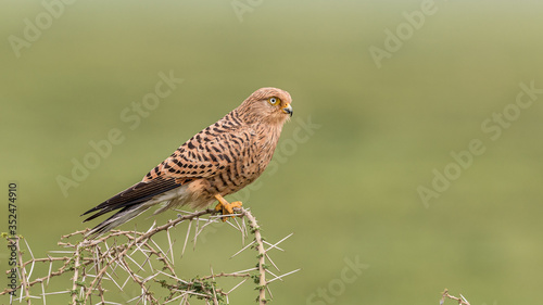 Greater kestrel Falco rupicoloides, adult perched on a branch, Serengeti, Tanzania, January 2020