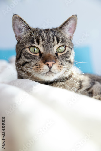 Getigerte Katze die gemütlich auf einer weichen Decke liegt