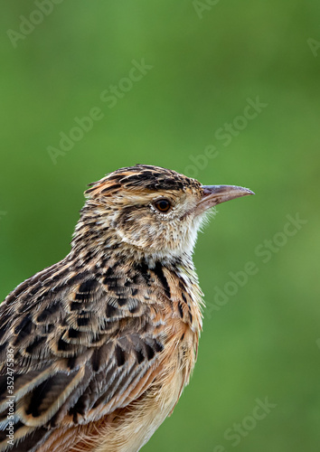 Rufous-naped lark Mirafra africana, adult posed for portrait, Ngorongoro, Tanzania, January 2020