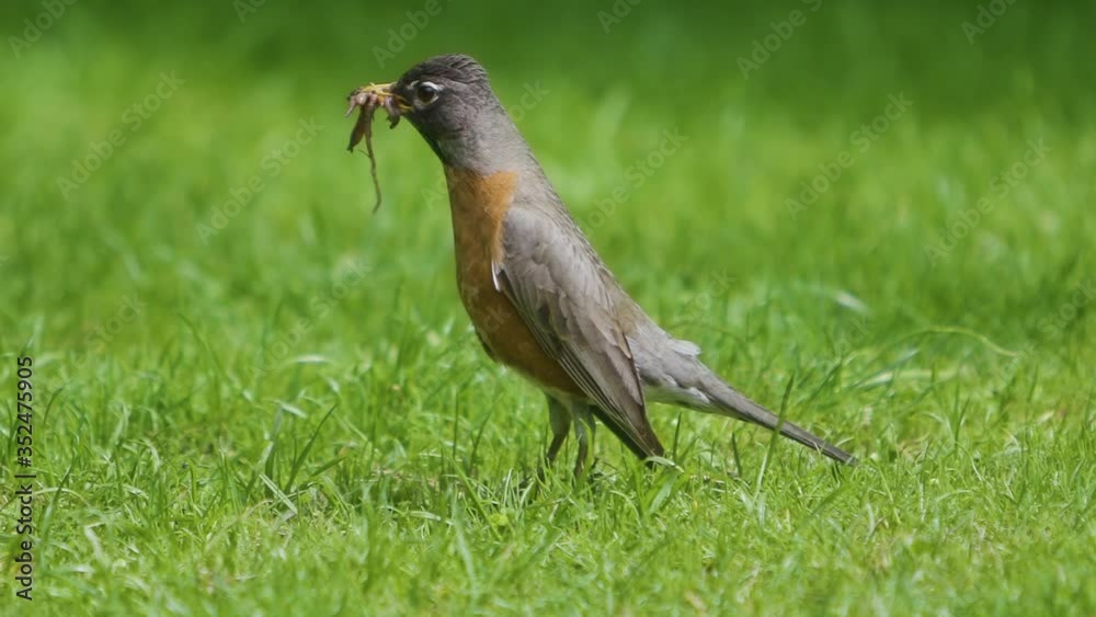 American robin perks its head up while foraging for earthworms in slow motion. American robin perks its head up while foraging for earthworms in slow motion.
