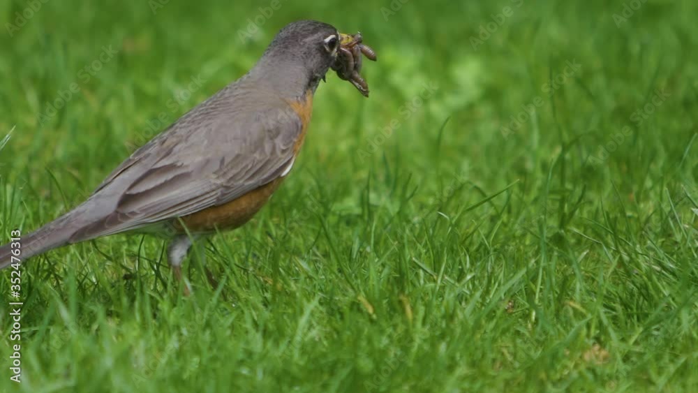 American robin shakes around multiple worms in its beak before flying out of frame. American robin shakes around multiple worms in its beak before flying out of frame.