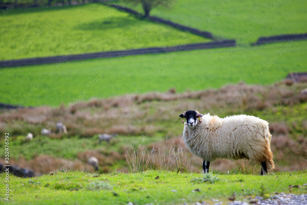 Obraz premium white and black sheep with Yorkshire Dales vista in the background