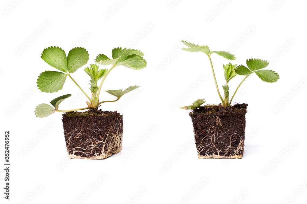 two strawberry sprouts green plant with root cope space isolated on white two strawberry sprouts green plant with root cope space isolated on white