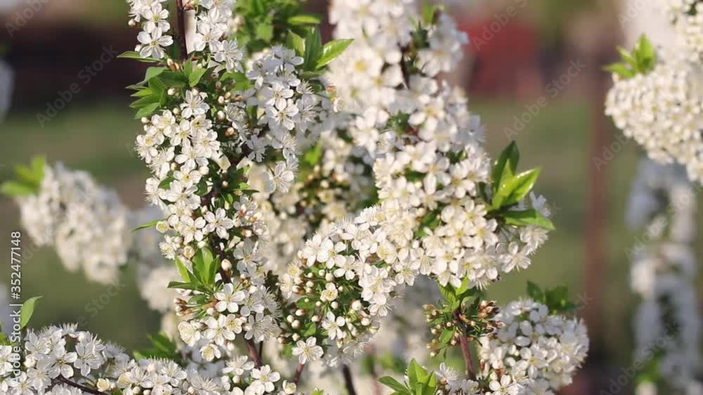 Blooming cherry bush with white flowers sways in the wind on a sunny day Blooming cherry bush with white flowers sways in the wind on a sunny day