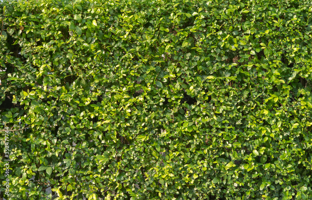 Vertical garden lush green wall pattern surface texture. Close-up of  exterior natural material for design decoration background Stock Photo