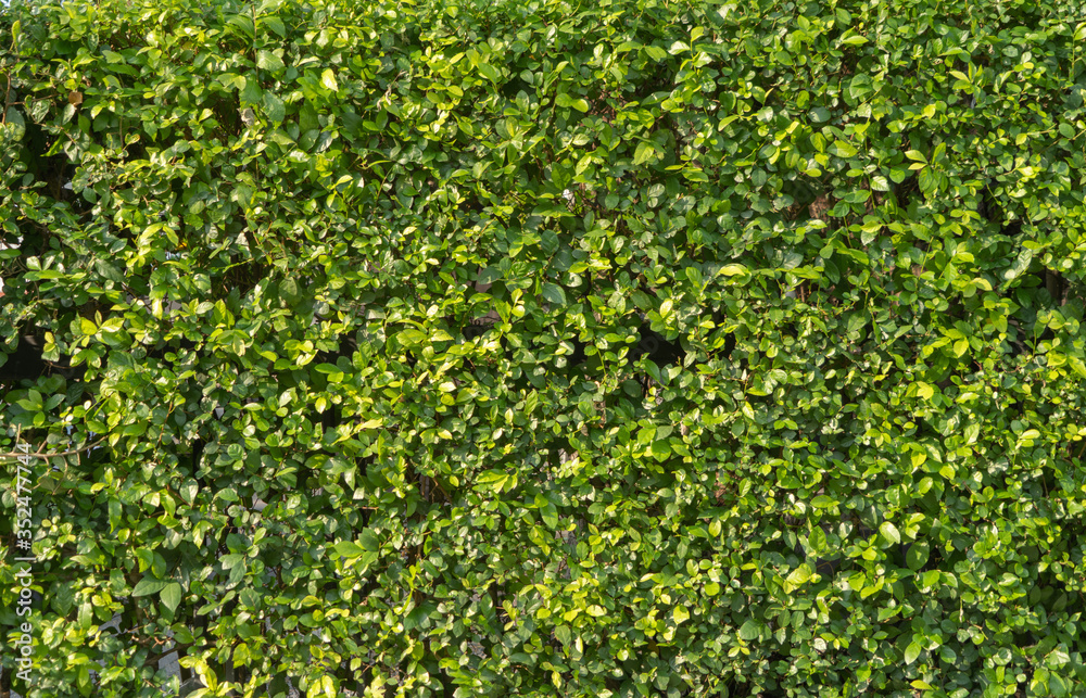 Living Wall Texture