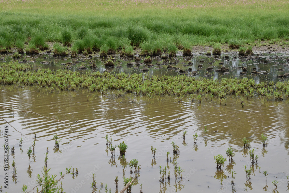 Green bumps in a swamp and reflection of trees in the water. Green bumps in a swamp and reflection of trees in the water.