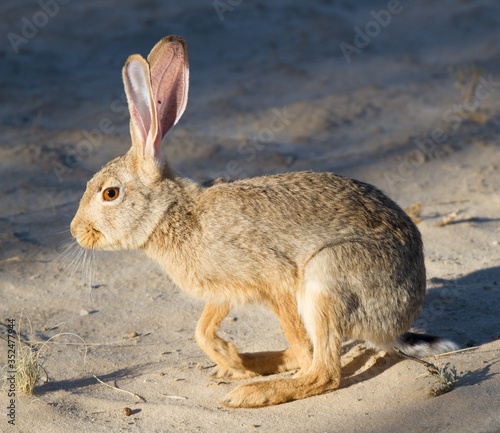 Cape Scrub Hare in Kalahari