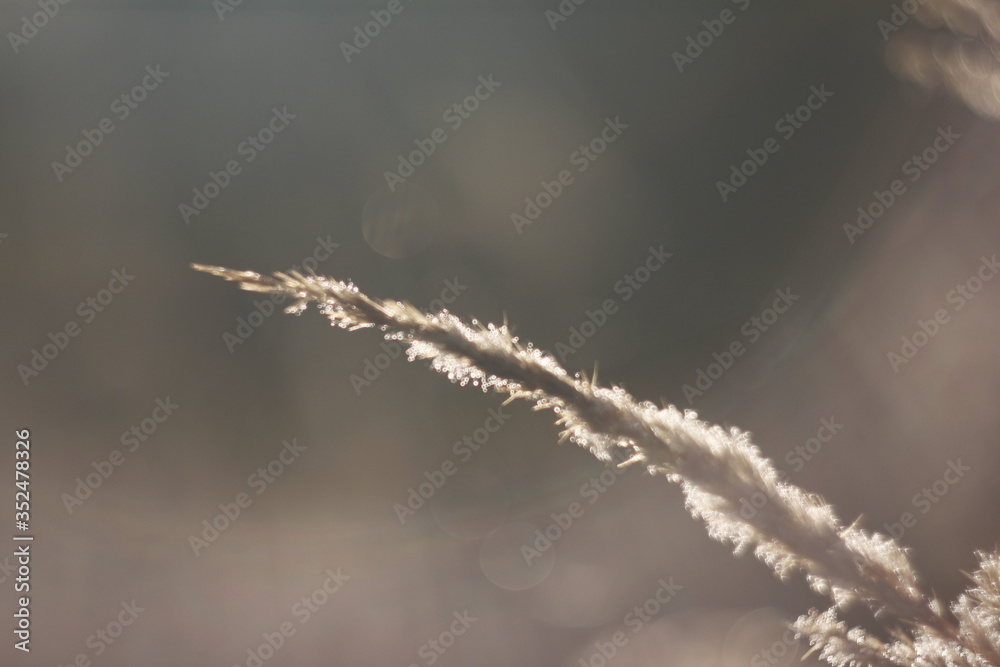 Obraz premium Wild flower in field of nature background