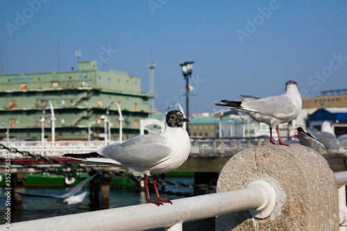 4月の横浜港にいるカモメ達