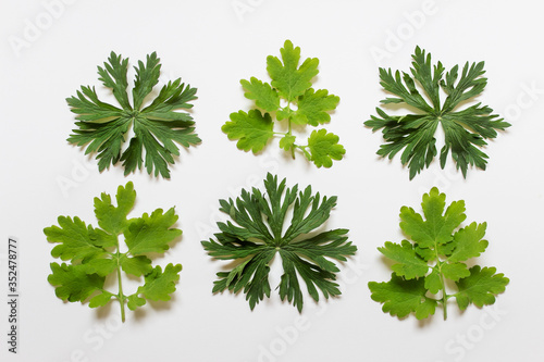 Flat lay with six complex shape textured forest plant leaves on white background.