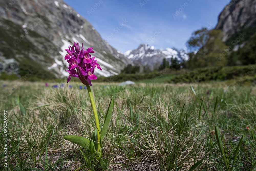 Obraz premium Mountain orchid in the alps with mountains in backgroud