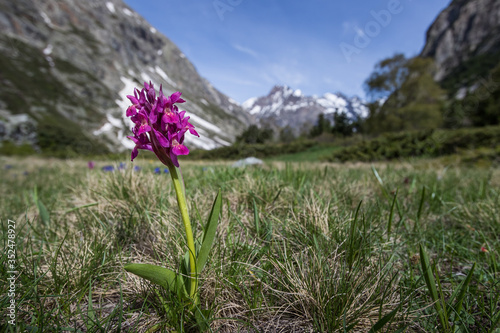 Mountain orchid in the alps with mountains in backgroud