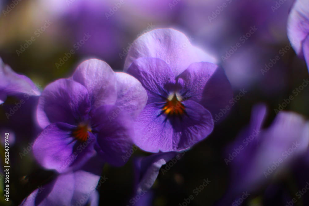 Obraz premium close up of purple pansy flower