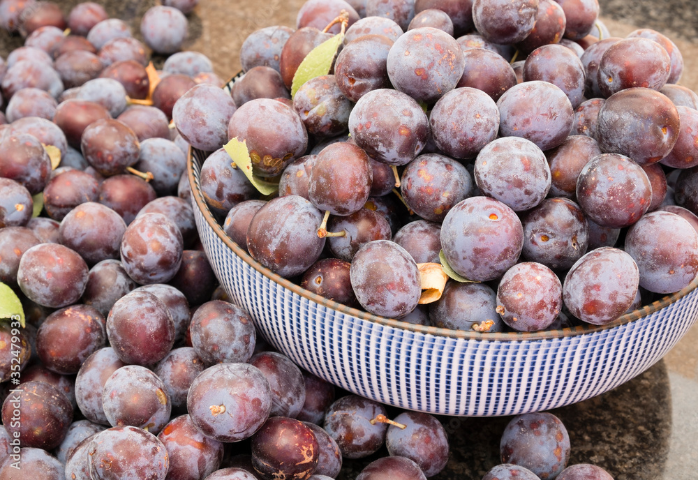 Fototapeta premium many organically grown, freshly picked damson plums in a bowl